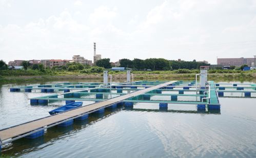 万亩池塘 大变身 养殖尾水循环用,广州 佛山扎实推进渔业绿色循环发展