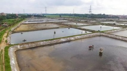 去年广东水产品总产量水产养殖产量全国第一