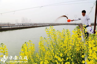 安徽阜阳 特色水产养殖 让渔民鼓起 钱袋子